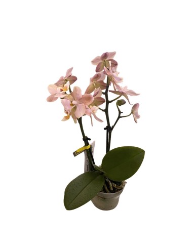 ORCHIDEA Phalaenopsis SALMONE AROMIO foglia maculata