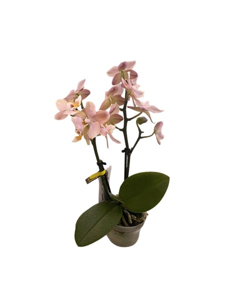 ORCHIDEA Phalaenopsis SALMONE AROMIO foglia maculata