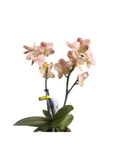 ORCHIDEA Phalaenopsis SALMONE AROMIO foglia maculata