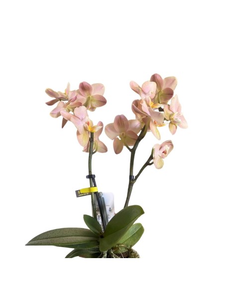 ORCHIDEA Phalaenopsis SALMONE AROMIO foglia maculata