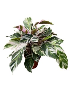 CALATHEA 'FUSION WHITE' "pianta della preghiera" Variegata