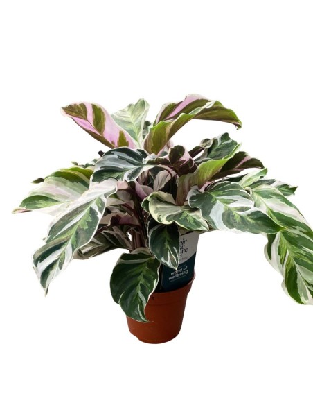 CALATHEA 'FUSION WHITE' "pianta della preghiera" Variegata