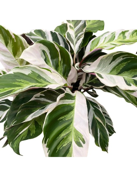 CALATHEA 'FUSION WHITE' "pianta della preghiera" Variegata