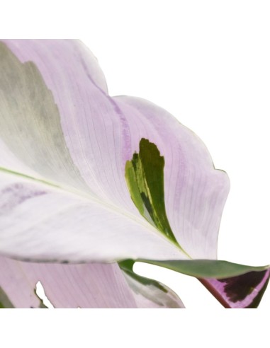 CALATHEA 'FUSION WHITE' "pianta della preghiera" Variegata