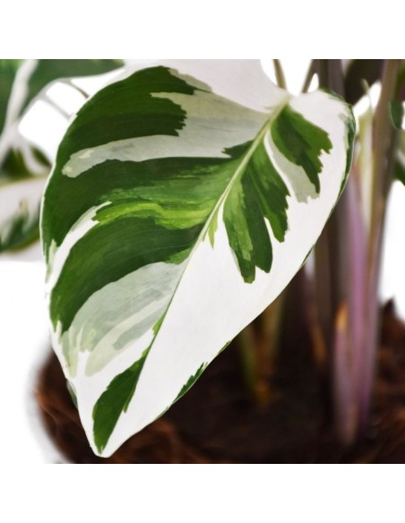 CALATHEA 'FUSION WHITE' "pianta della preghiera" Variegata