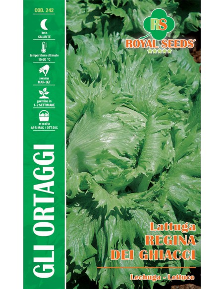 SEMI LATTUGA REGINA DEI GHIACCI
