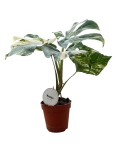 MONSTERA DELICIOSA VARIEGATA Pianta Rara da Collezione 2