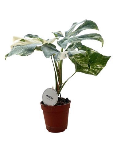 MONSTERA DELICIOSA VARIEGATA Pianta Rara da Collezione