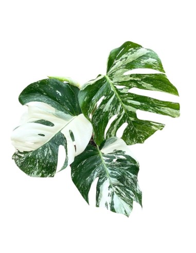 MONSTERA DELICIOSA VARIEGATA Pianta Rara da Collezione