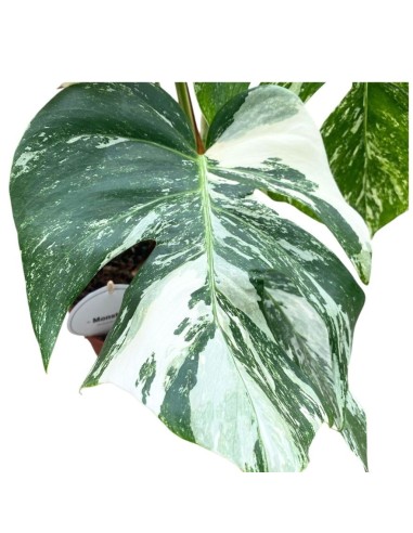 MONSTERA DELICIOSA VARIEGATA Pianta Rara da Collezione