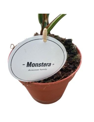 MONSTERA DELICIOSA VARIEGATA Pianta Rara da Collezione