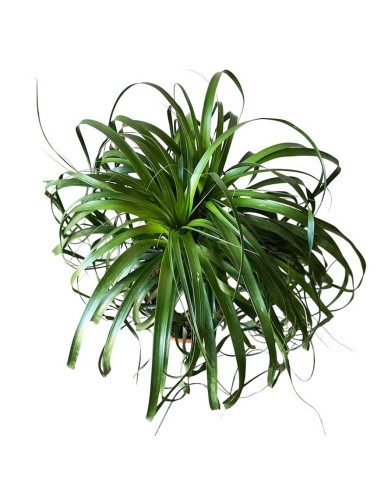 NOLINA RECURVATA "Mangiafumo" Ciottola vaso 19 cm