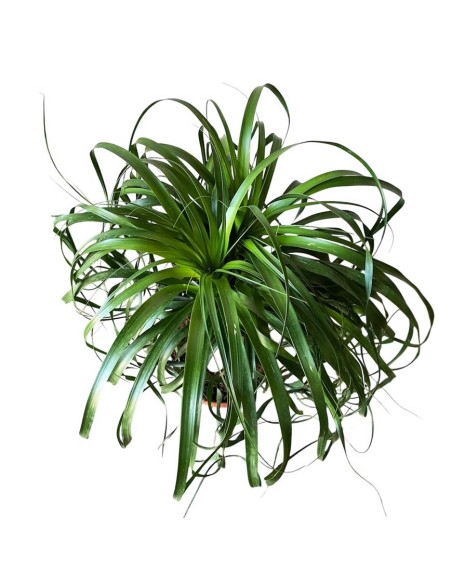 NOLINA RECURVATA "Mangiafumo" Ciottola vaso 19 cm