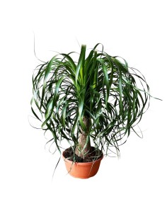 NOLINA RECURVATA "Mangiafumo" Ciottola vaso 19 cm