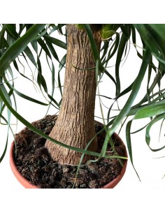 NOLINA RECURVATA "Mangiafumo" Ciottola vaso 19 cm 2