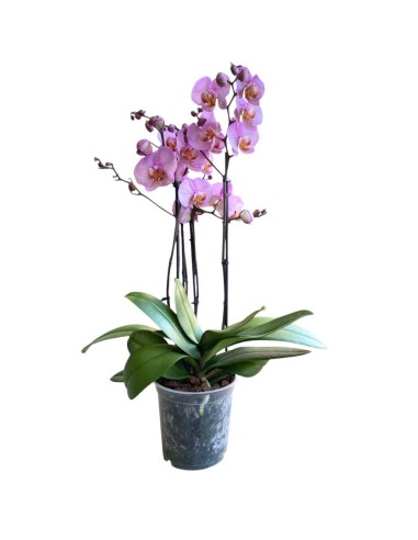 ORCHIDEA PHALAENOPSIS (mavellous) Fiori Maculati Rosa