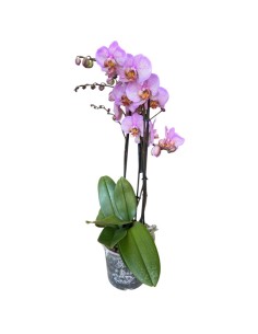 ORCHIDEA PHALAENOPSIS (mavellous) Fiori Maculati Rosa 2