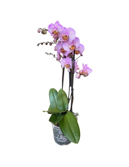 ORCHIDEA PHALAENOPSIS (mavellous) Fiori Maculati Rosa
