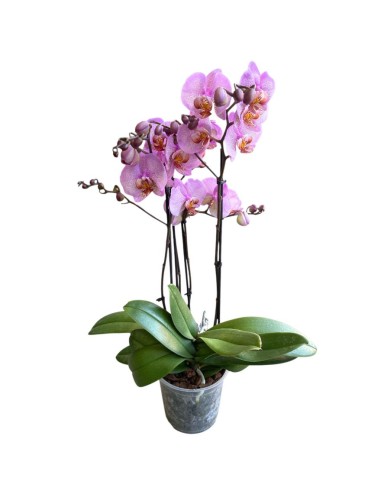 ORCHIDEA PHALAENOPSIS (mavellous) Fiori Maculati Rosa