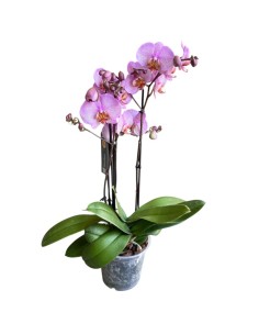 ORCHIDEA PHALAENOPSIS (mavellous) Fiori Maculati Rosa