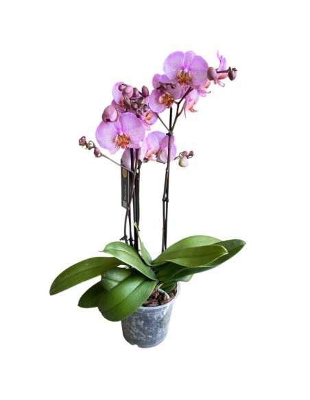 ORCHIDEA PHALAENOPSIS (mavellous) Fiori Maculati Rosa