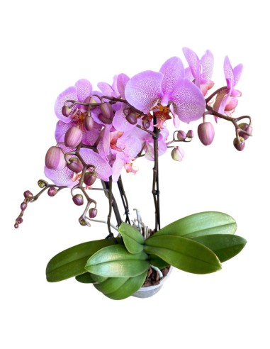 ORCHIDEA PHALAENOPSIS (mavellous) Fiori Maculati Rosa