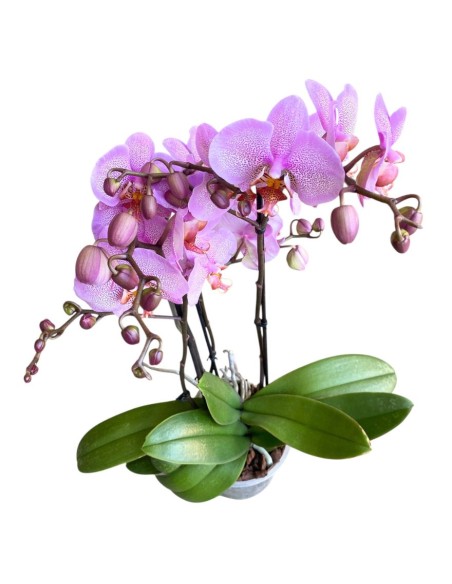 ORCHIDEA PHALAENOPSIS (mavellous) Fiori Maculati Rosa