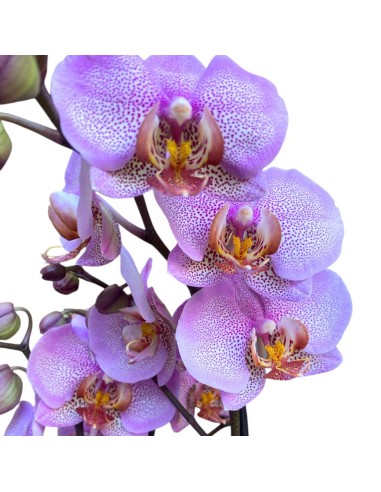 ORCHIDEA PHALAENOPSIS (mavellous) Fiori Maculati Rosa