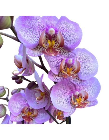 ORCHIDEA PHALAENOPSIS (mavellous) Fiori Maculati Rosa