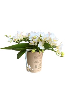 Mini Orchidea Phalaenopsis Bianca - Fioritura a Cascata