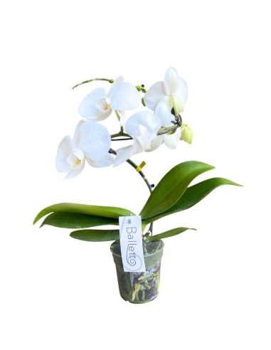 Orchidea Phalaenopsis Bianca'Balletto' - Stelo Ad Arco