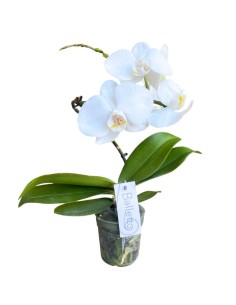 Orchidea Phalaenopsis Bianca 'Balletto' - Stelo Ad Arco