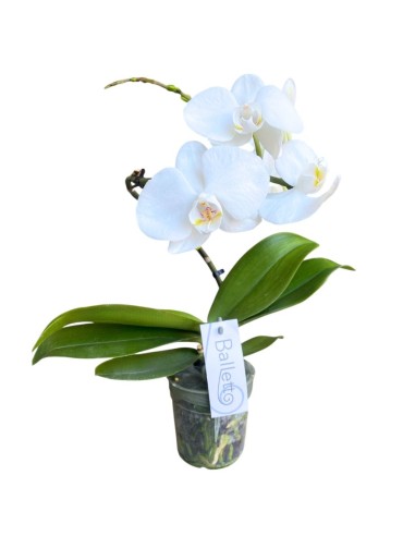 Orchidea Phalaenopsis Bianca 'Balletto' - Stelo Ad Arco