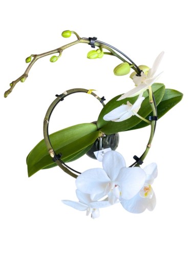 Orchidea Phalaenopsis Bianca'Balletto' - Stelo Ad Arco