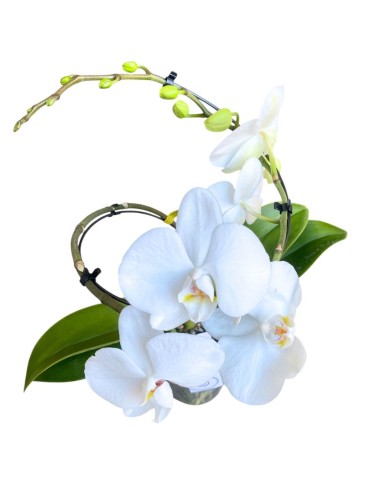 Orchidea Phalaenopsis Bianca'Balletto' - Stelo Ad Arco