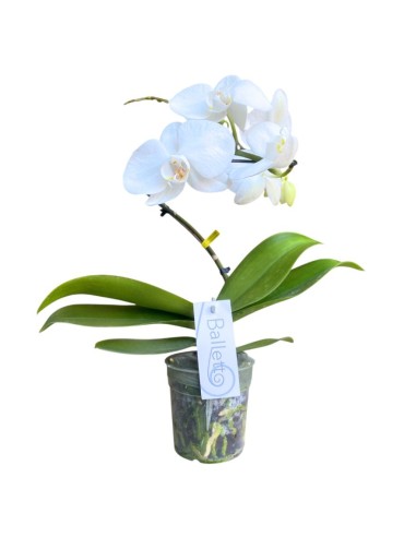 Orchidea Phalaenopsis Bianca'Balletto' - Stelo Ad Arco
