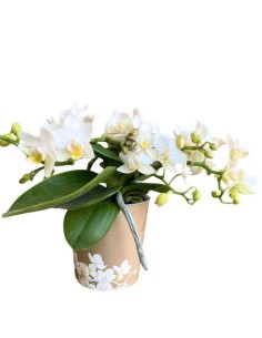 Mini Orchidea Phalaenopsis Bianca - Fioritura a Cascata 2