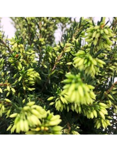 ERICA DARLEYENSIS fioritura invernale Vaso diametro 12 Cm 2