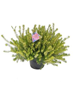 ERICA DARLEYENSIS fioritura invernale Vaso diametro 12 Cm 2