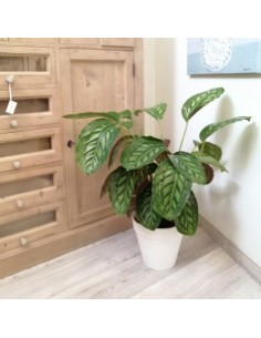 Calathea Flamestar: Eleganza Tropicale e Foglie d'Autore