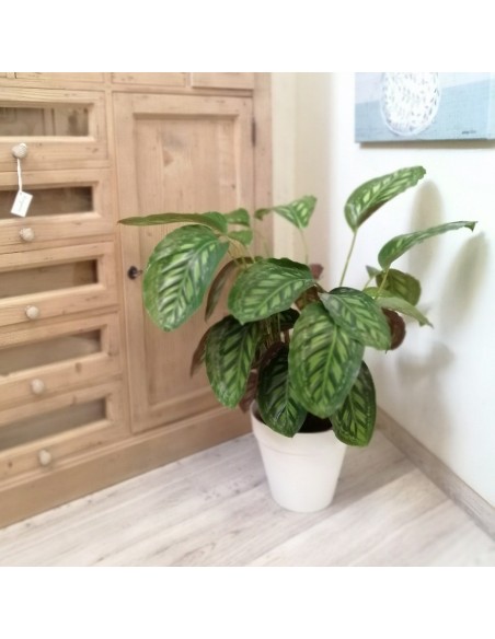 Calathea Flamestar: Eleganza Tropicale e Foglie d'Autore