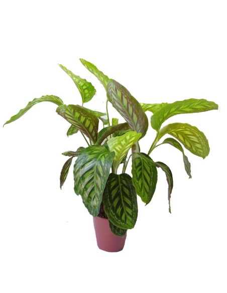 Calathea Flamestar: Eleganza Tropicale e Foglie d'Autore