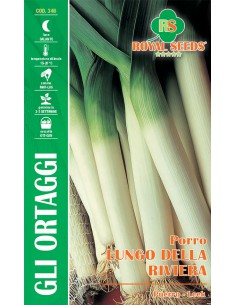 SEMI DI PORRO LUNGO DELLA RIVIERA Pianta vigorosa