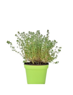 Timo Serpillo in Vaso: Guida alla Coltivazione e Curative 2