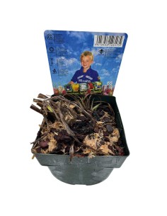 Iris Pseudacorus Variegata: Foglie Striate e Fiori Gialli 2