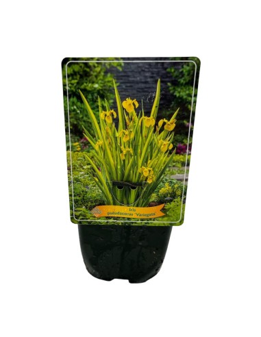 Iris Pseudacorus Variegata: Foglie Striate e Fiori Gialli