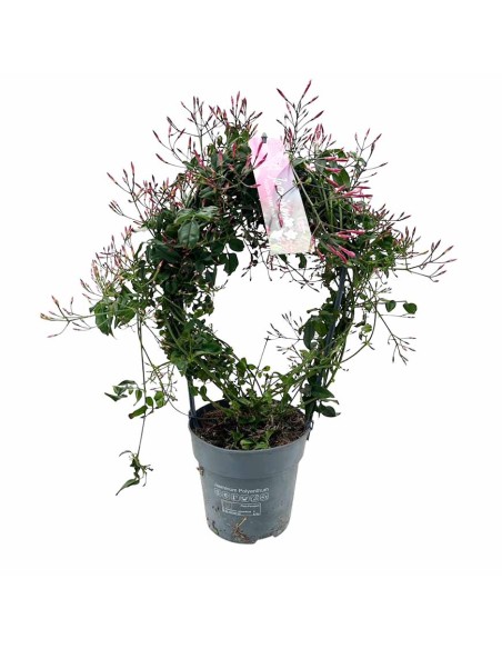 Jasminum polyanthum Il Gelsomino Bianco Super Profumato