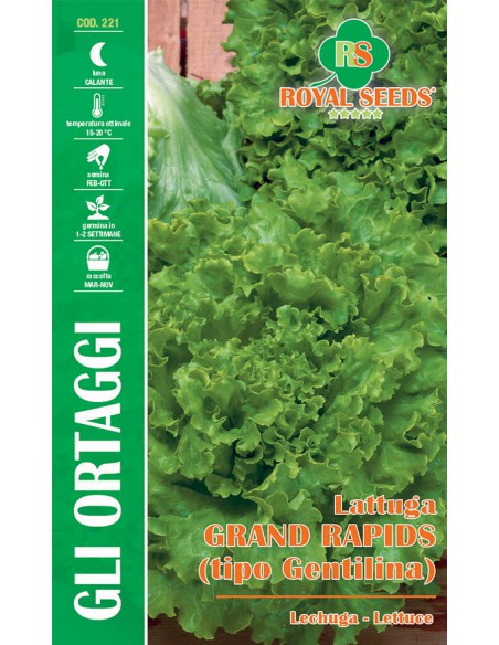 LATTUGA GRAND RAPIDS MAXI