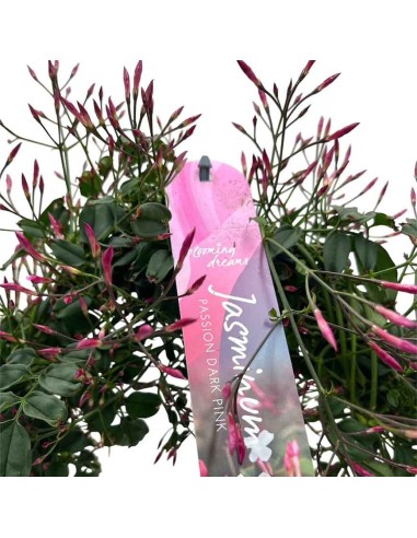 Jasminum polyanthum Il Gelsomino Bianco Super Profumato