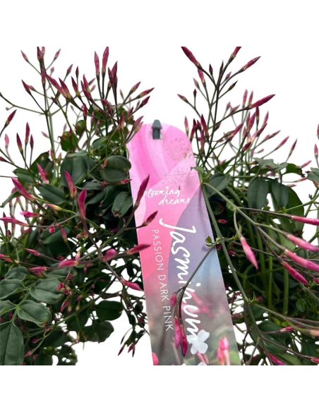 Jasminum polyanthum Il Gelsomino Bianco Super Profumato